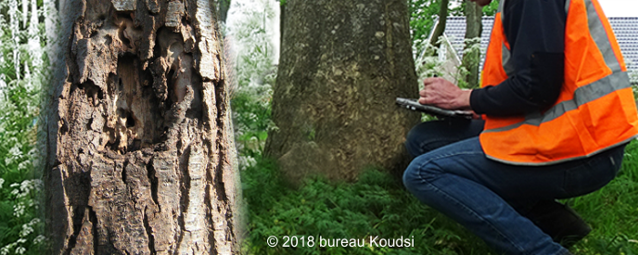 Bomen brengen risico’s met zich mee voor de directe omgeving.
